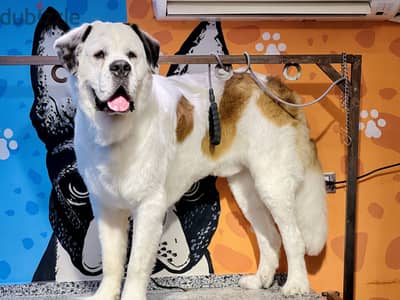 Male&female Saint Bernard