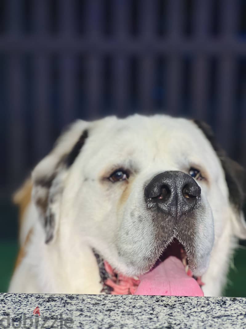 Male&female Saint Bernard 1
