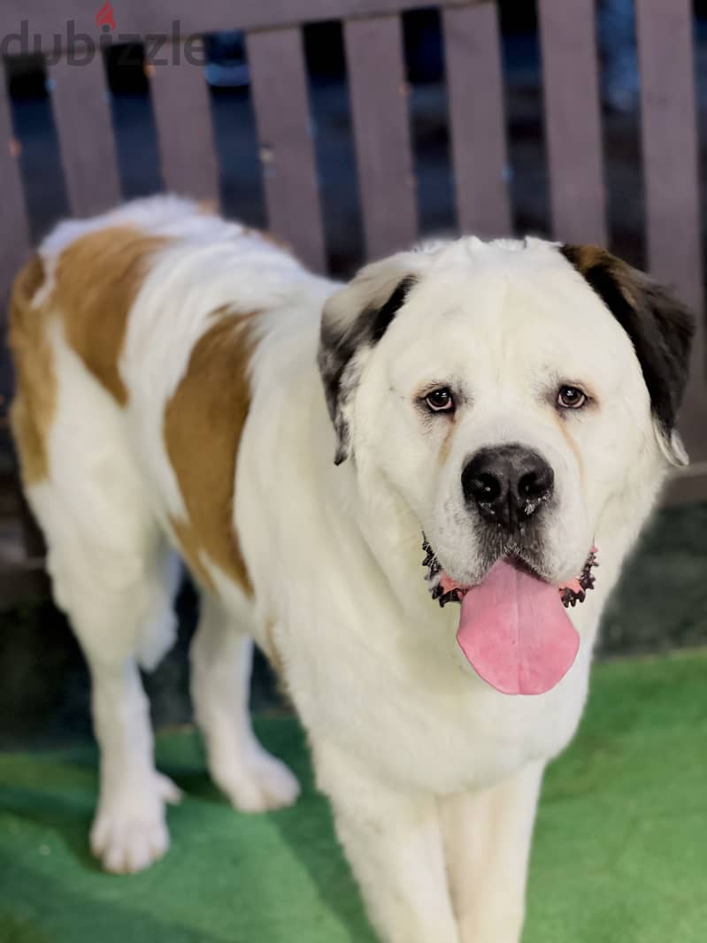 Male&female Saint Bernard 2