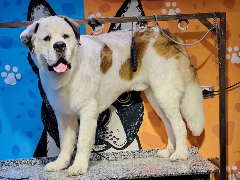 Male&female Saint Bernard 3