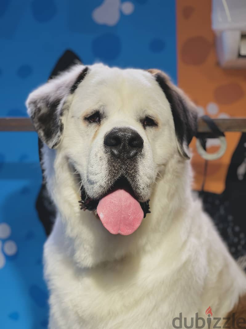 Male&female Saint Bernard 4