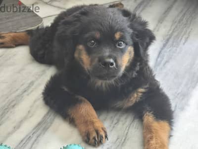 #ROTTWEILER PUPPIES READY FOR NEW HOMES