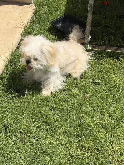 Havenese dog