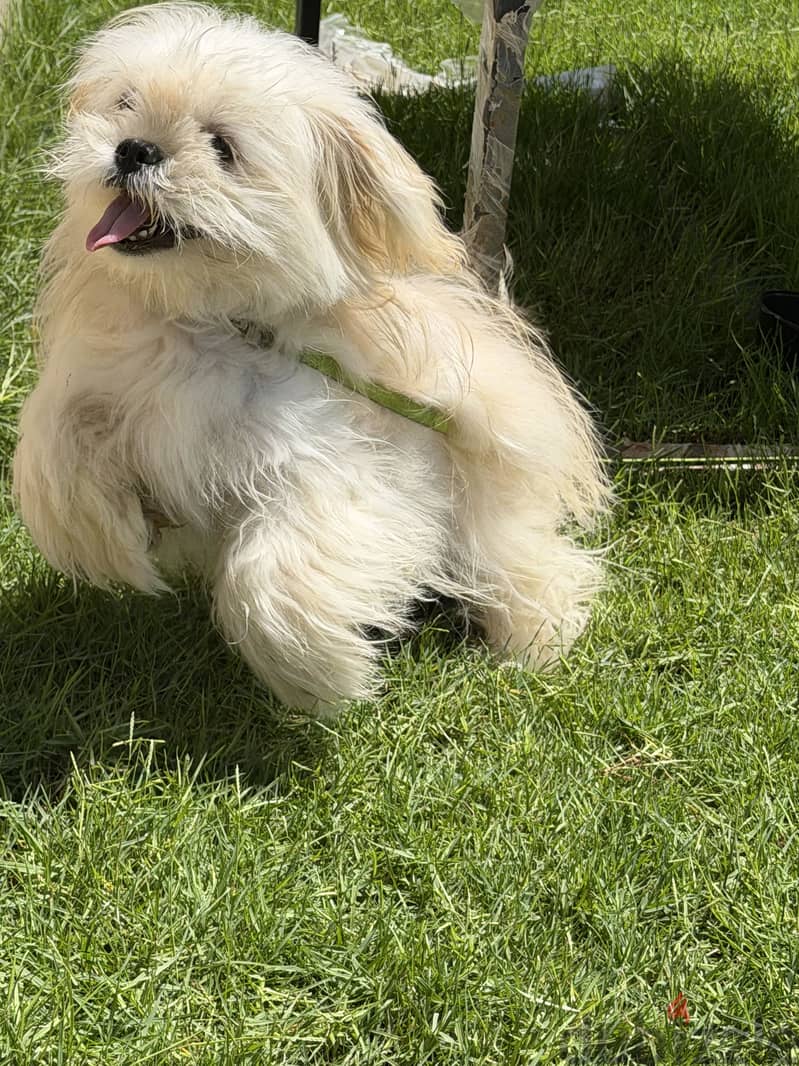 Havenese dog 1