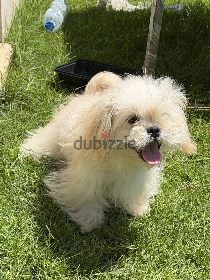 Havenese dog 2