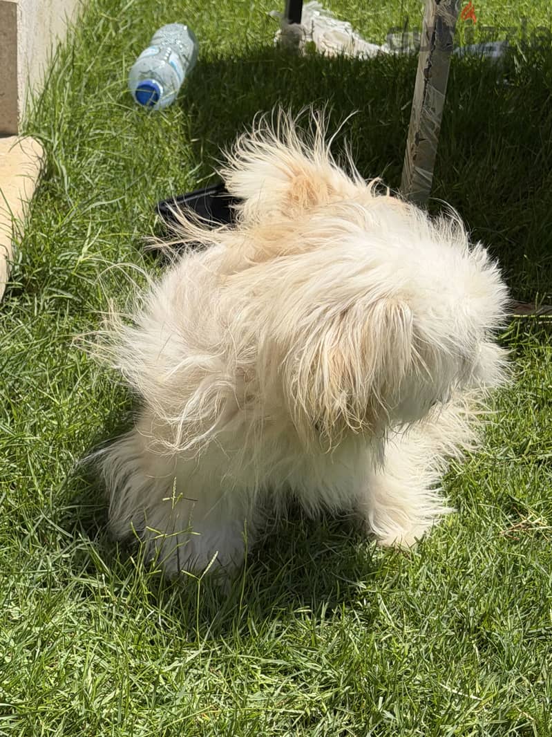 Havenese dog 3