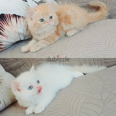 انثى بيرشن ريد و ذكر هيمالايا اورنج بيوووور مدربين ومطعمين ٥٣ يوم