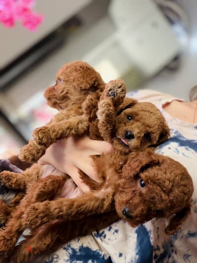 Poodle