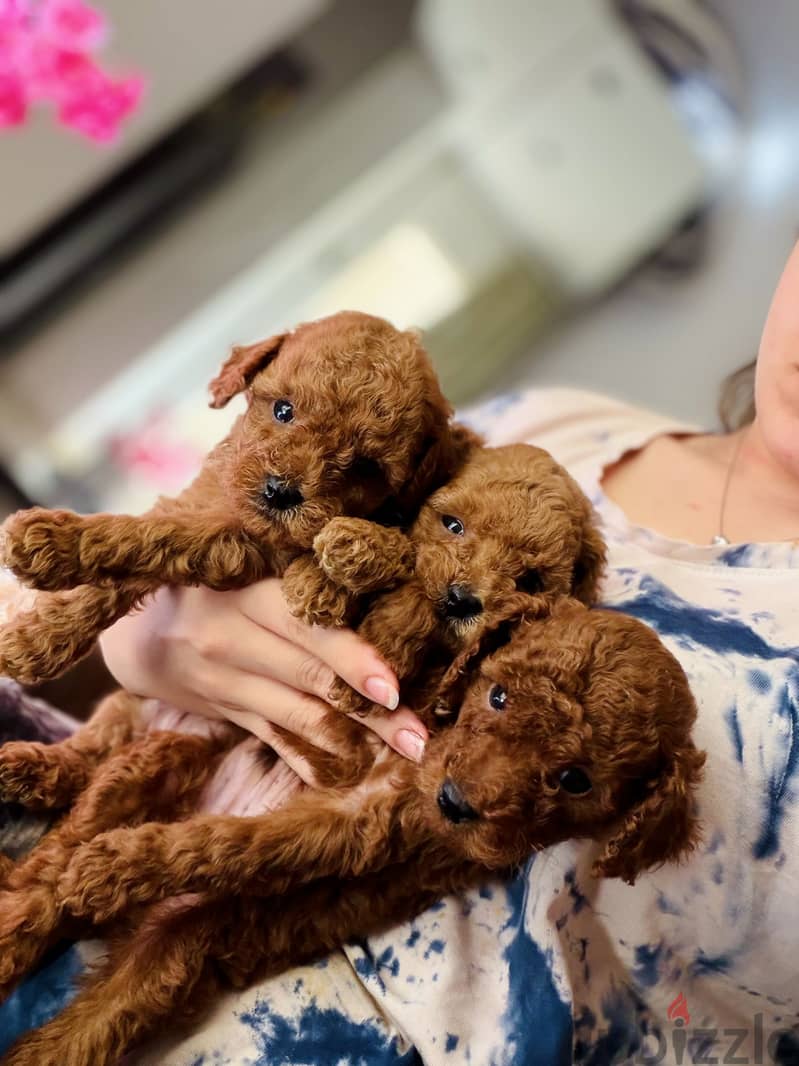 Poodle 1