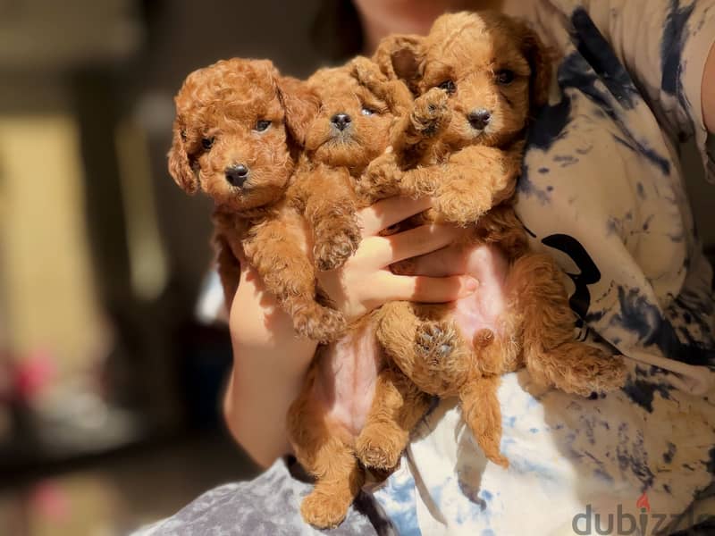 Poodle 2