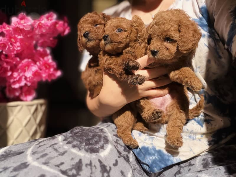 Poodle 3