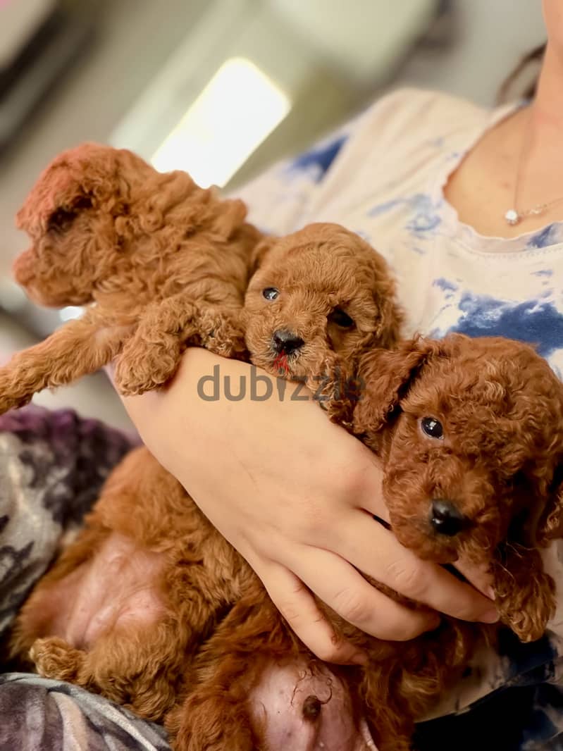 Poodle 4