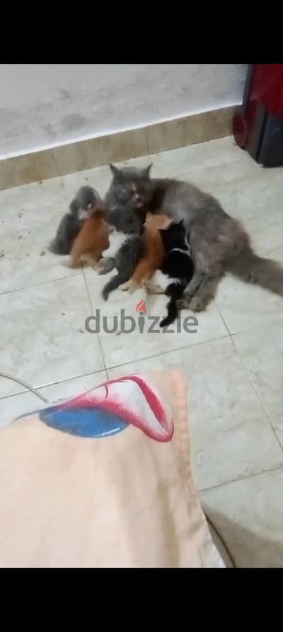 قطط شيرازي للبيع