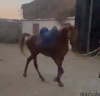حصان ركوب مرسوم ديكور