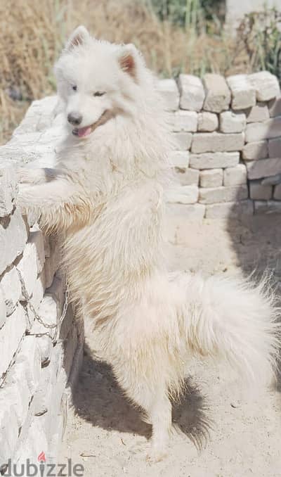 دكر سامويد