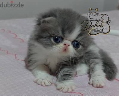 ولد بلو بايكلر