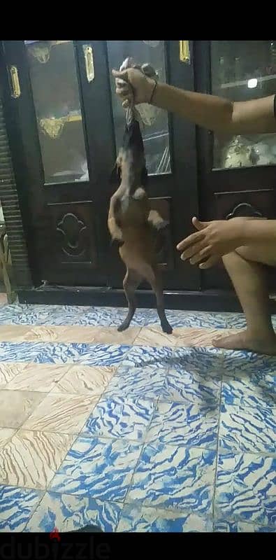 متاح جراوي مالينو ابطال