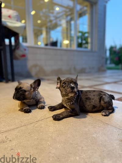 french bulldogs male and female