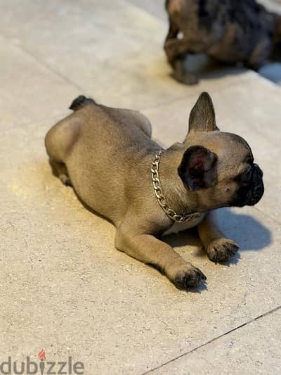 french bulldogs male and female