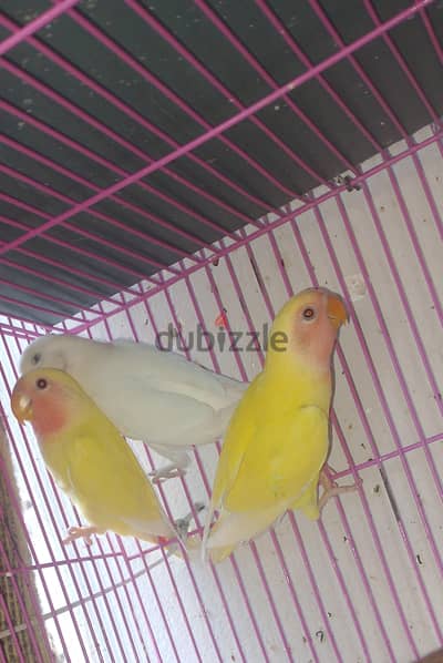 فيشر  جفن وروز