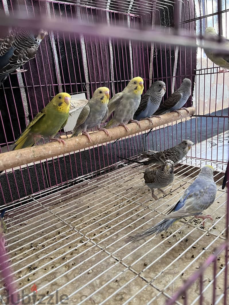 مجموعة بادجي 5
