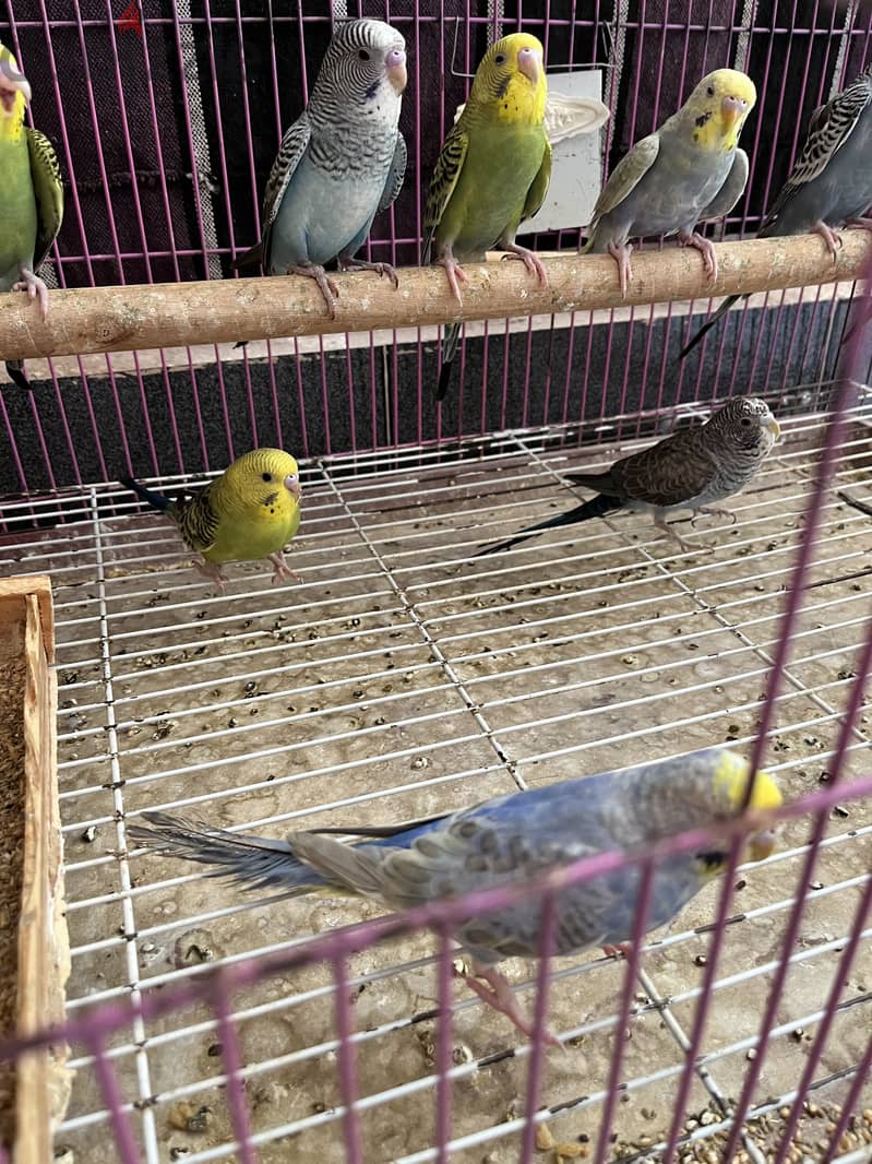 مجموعة بادجي 7