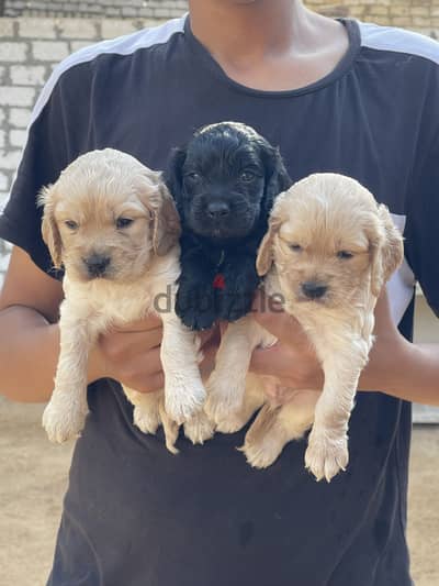 Cocker spaniel كوكر سبانيل