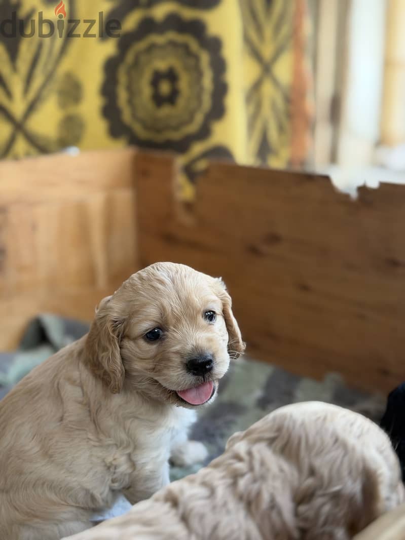 Cocker spaniel كوكر سبانيل 1