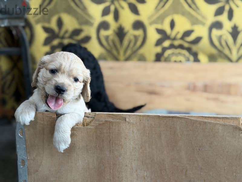 Cocker spaniel كوكر سبانيل 2