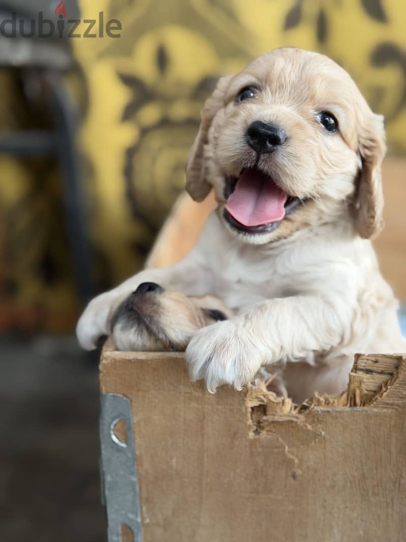 Cocker spaniel كوكر سبانيل 3