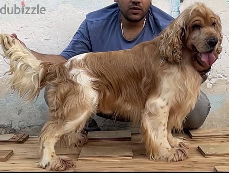 Cocker spaniel كوكر سبانيل 4