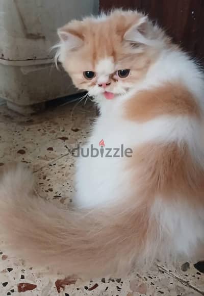 ولد بيرشن زرار بيور 4 شهور