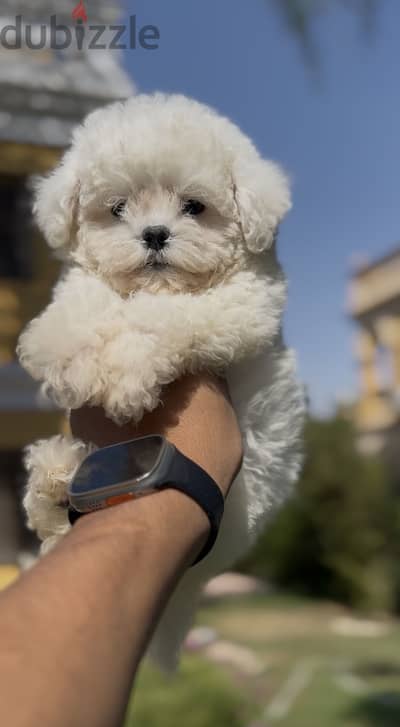 Bichon frise
