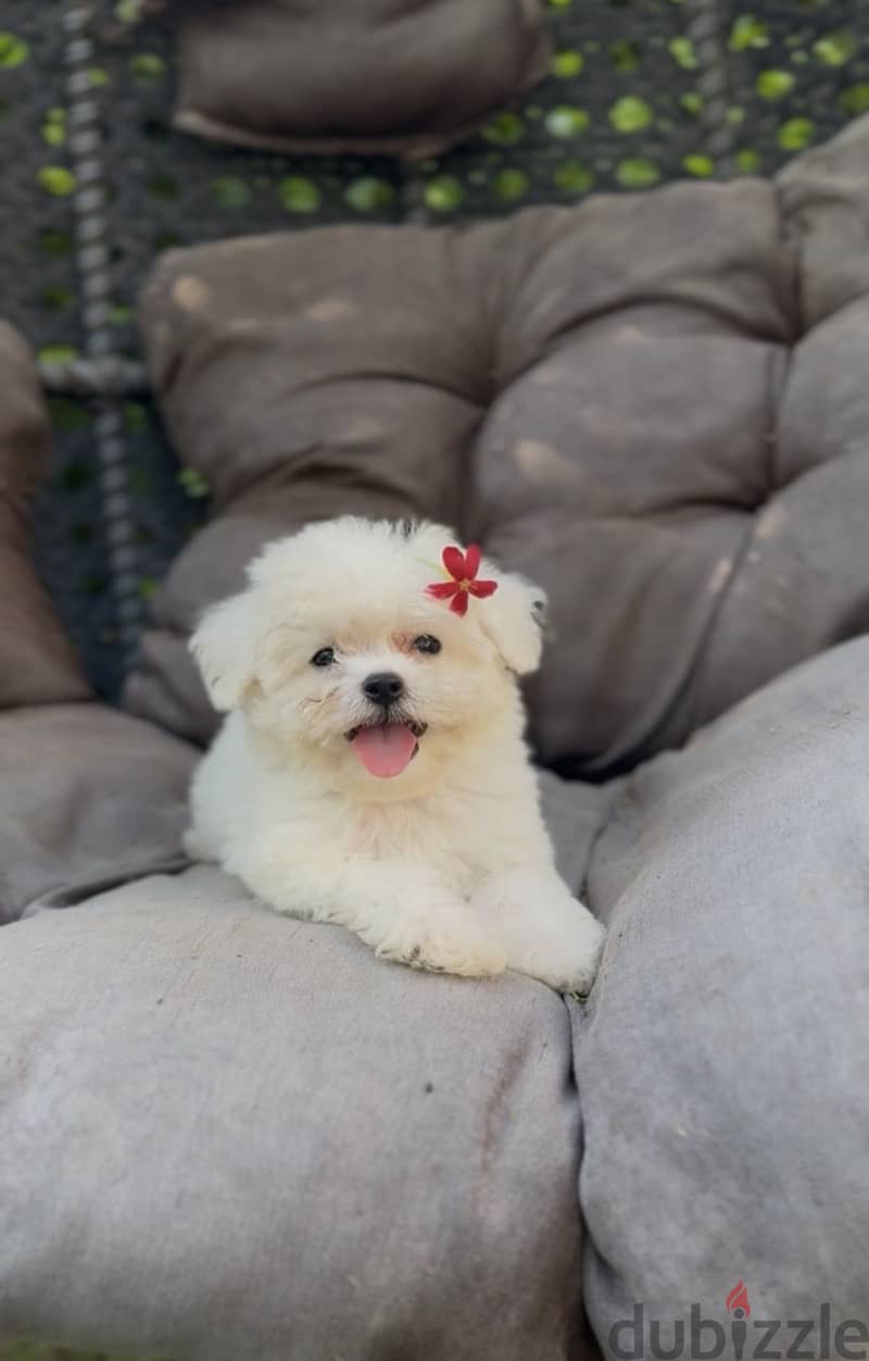 Bichon frise 1