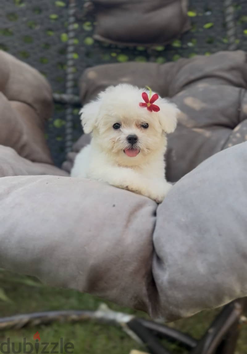 Bichon frise 2