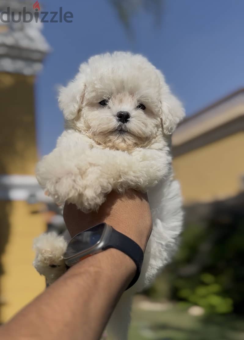 Bichon frise 3