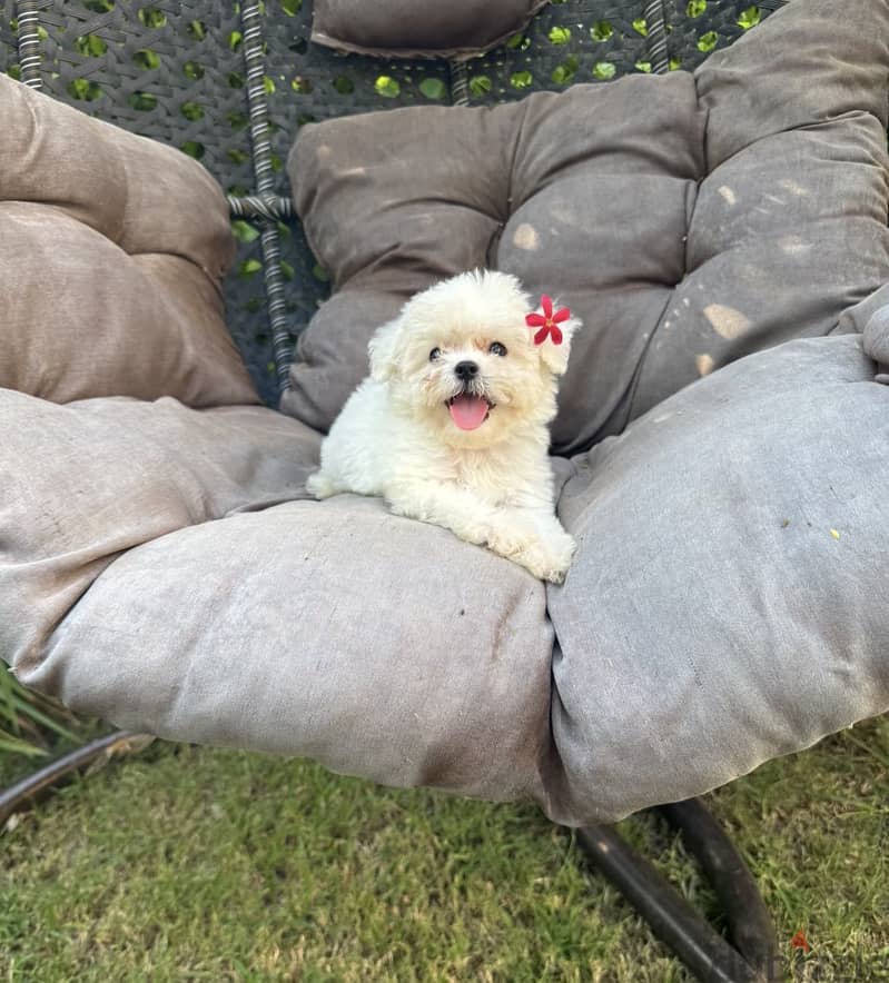 Bichon frise 4