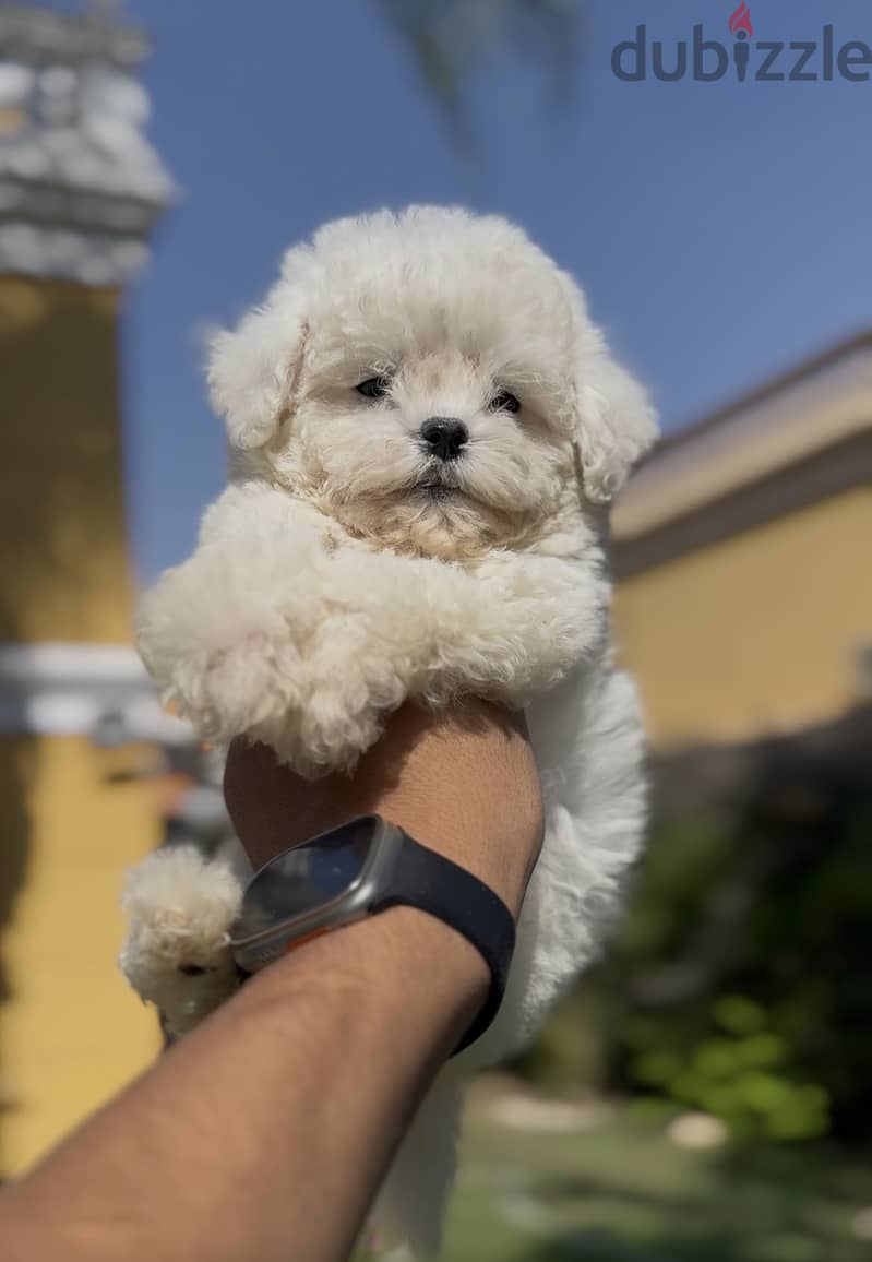 Bichon frise 5