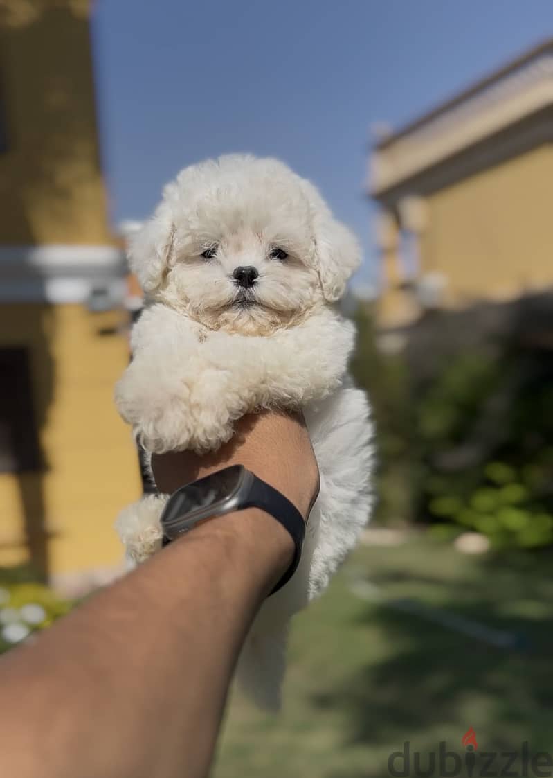 Bichon frise 6