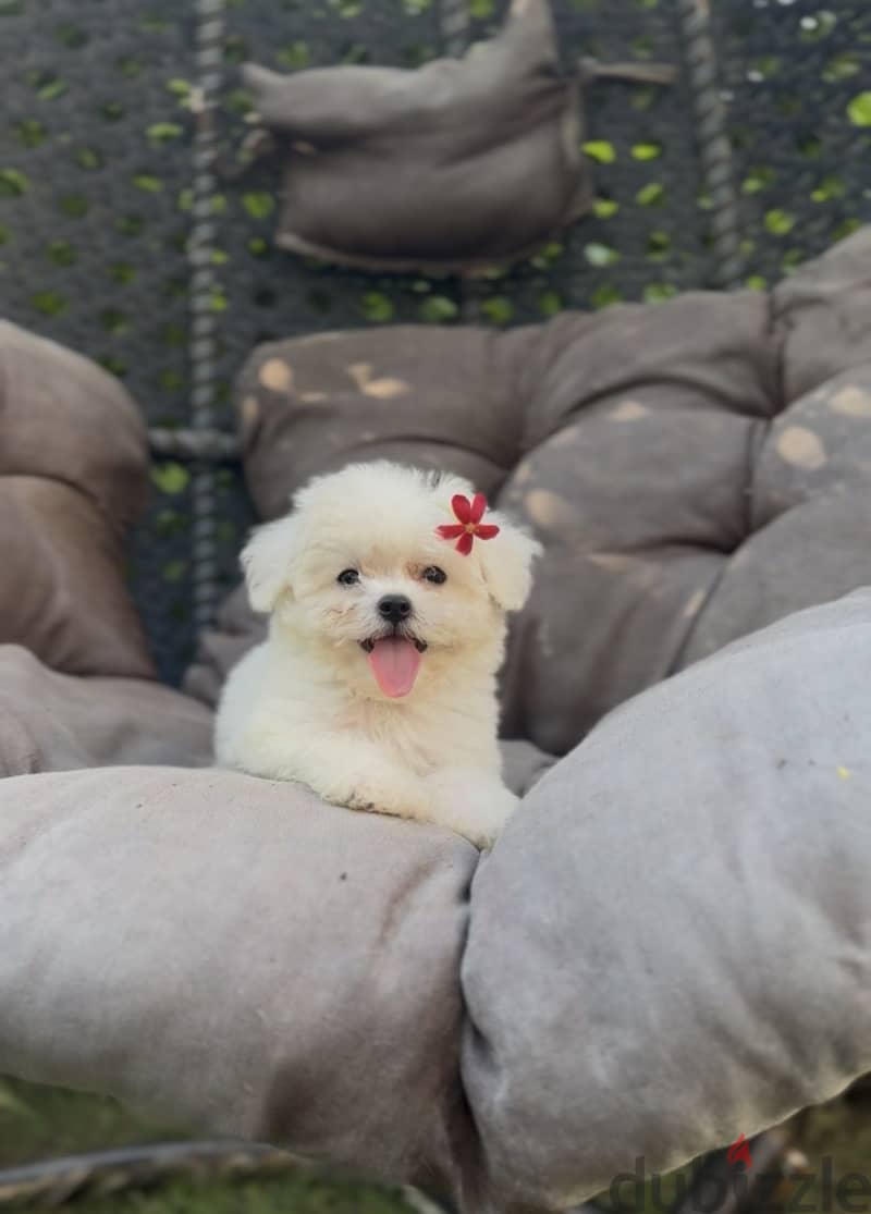 Bichon frise 7