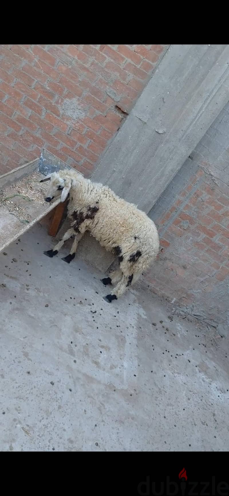 خروف أوسيمي 1