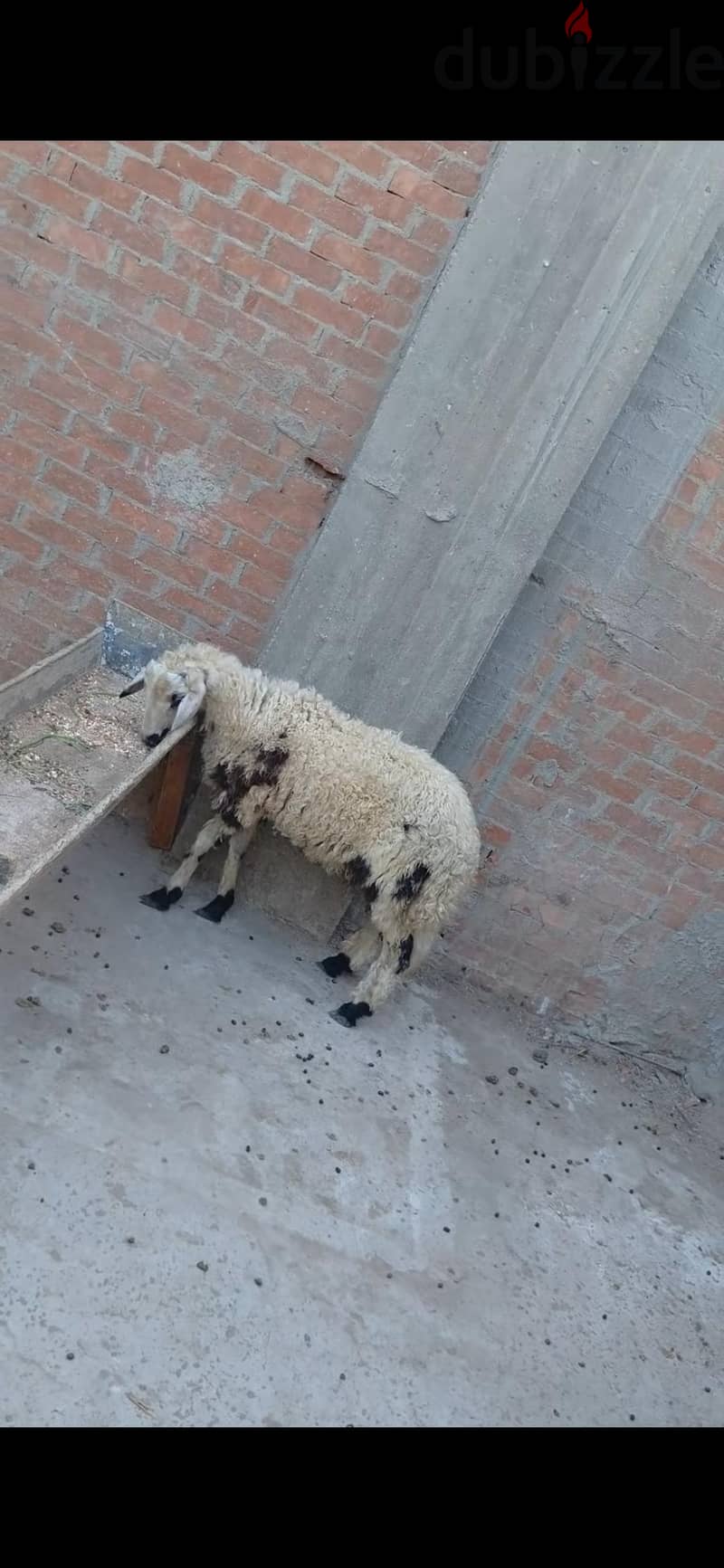 خروف أوسيمي 2