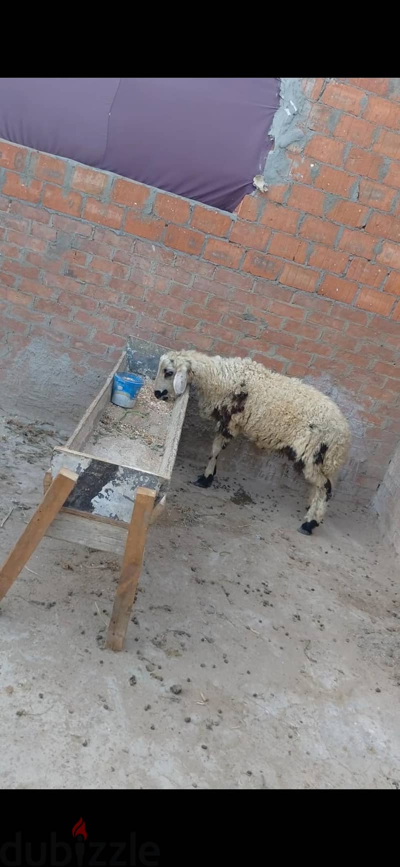 خروف أوسيمي 3