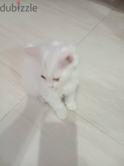 قطط شيرازي بيور للبيع عندهم شهرين