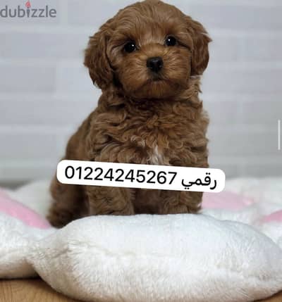 maltipoo _45 days