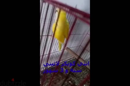نتاية كويكر لاتينى