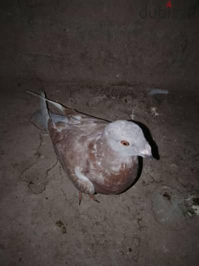 ياسر الغاوي استرالي شباب