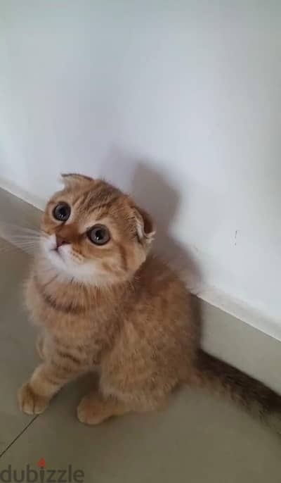 Scottish Fold