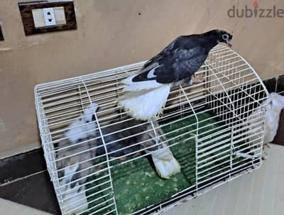زغاليل غيه للبيع