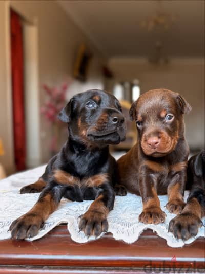 Doberman puppies